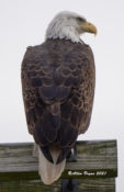 Bald Eagle in Prince George County, VA