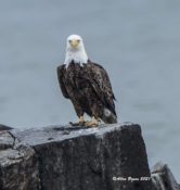 Bald Eagle at Grandview Nature Preserve, Hampton, VA