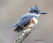 Belted Kingfisher in Charles City County, VA