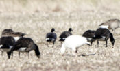 Cackling Geese at Turkey Island Road, Henrico County, VA