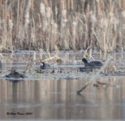 Common Gallinule with American Coots in Charles City County, VA