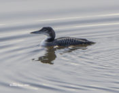 Common Look (juvenile plumage) at Kerr Lake, VA