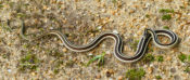 Common Ribbon Snake