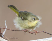 Common Yellowthroat with a "bad hair day" in Charles City County, VA