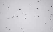 Some of the Evening Grosbeak flock in flight, Charles City County, VA