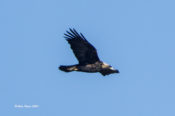 Golden Eagle in Highland County, VA