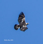 Golden Eagle in Highland County, VA