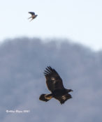 Golden Eagle with Kestrel in Highland County, VA
