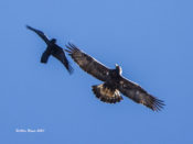 Golden Eagle with Common Raven in Highland County, VA