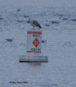 Immature Great Black-backed Gull at Kerr Lake, VA