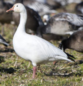 Lesser Snow Goose (white morph) in eastern Henrico County, VA