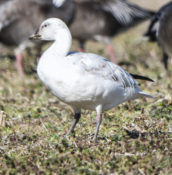 Lesser Snow Goose (white morph) immature