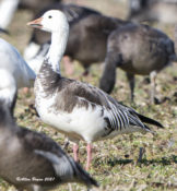 One of many "in between" morph types with a pairing of blue and white morph Lesser Snow Geese