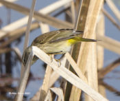 Palm Warbler (western) in Charles City County, VA