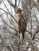 Red-shouldered Hawk (immature) in Charles City County, VA