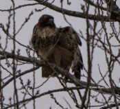 Northern Red-tailed Hawk (abieticola) #2 in Charles City County, VA; note the slightly barred tail feathers, leg feather spotting & dark underwing coverts)