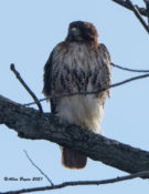 Northern Red-tailed Hawk (abieiticola) in eastern Henrico County, VA