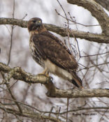 Northern Red-tailed Hawk (abieiticola) in Charles City County, VA