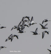 Ross's Goose in flight with blue morph Snow Geese in eastern Henrico County, VA