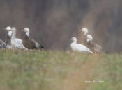 Immature Ross's Goose in flight with blue morph + 1 immature white morph Snow Geese in eastern Henrico County, VA