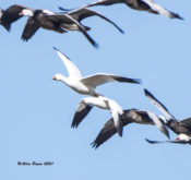 Ross's Goose with Lesser Snow Geese in eastern Henrico County, VA
