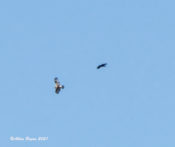 Light phase Rough-legged Hawk with Common Raven in Highland County, VA