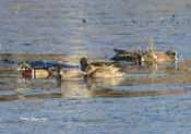 Waterfowl at Dutch Gap with Wood Duck, Gadwall and American Wigeon
