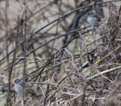 White-crowned Sparrows in Charles City County, VA