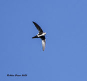 White-throated Swift near Big Bend NP, Texas
