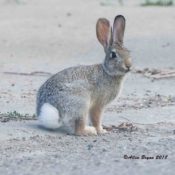 Mountain Cottontail from Montana