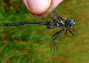 Ski-tipped Emerald (male) from Highland County, VA